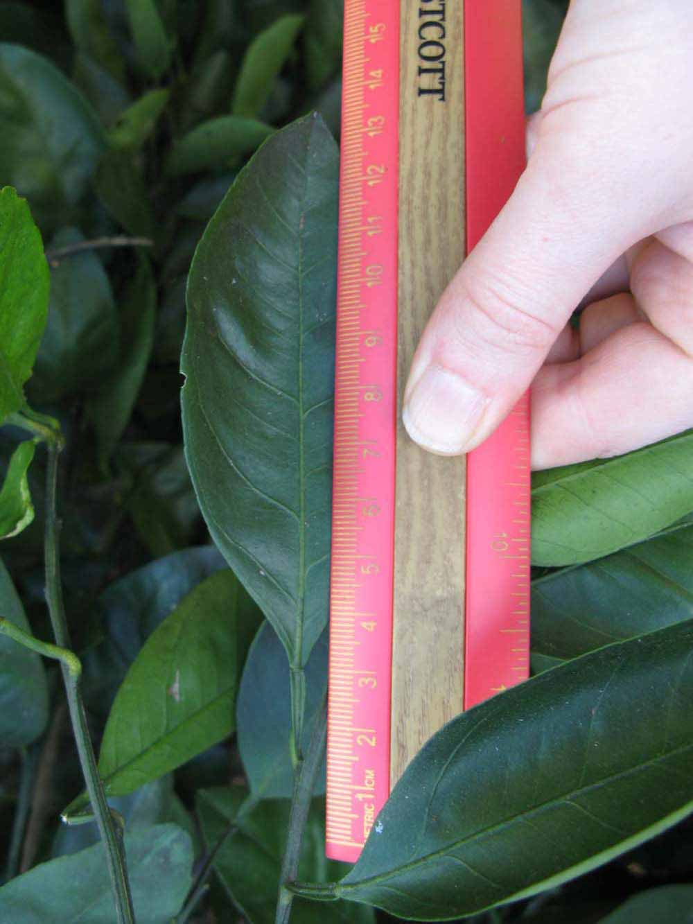              Unifoliolate leaf (Winter Haven, FL)       